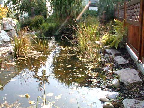 naturnaher Gartenteich, nat�rliche Teichanlage, Wassergarten